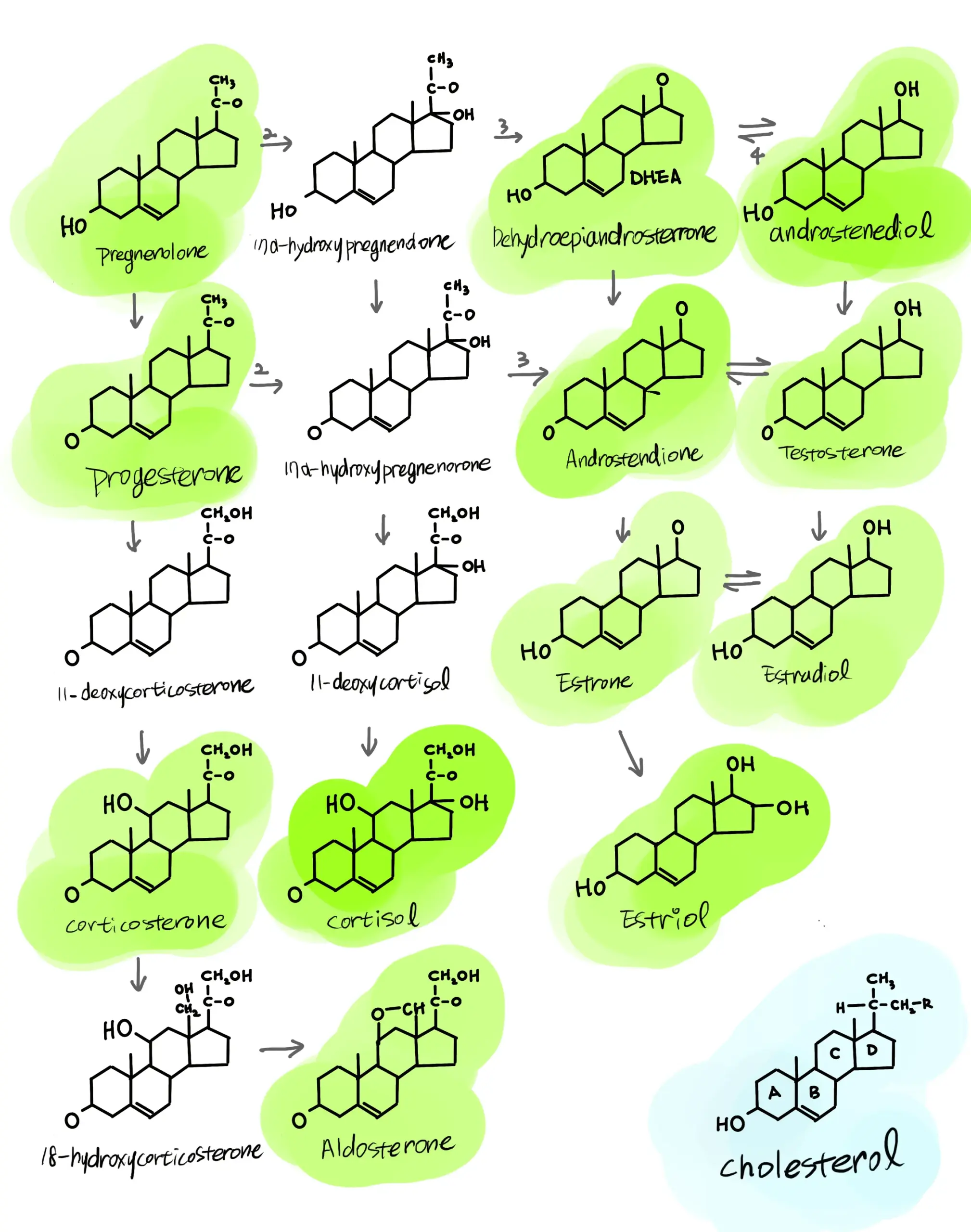 스테로이드 호르몬